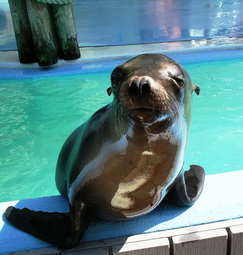 ZooStLouis_Sealion